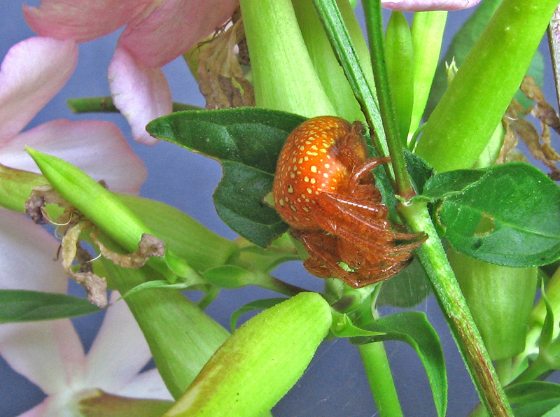 Araneus alsine - Seren del Grappa (BL)